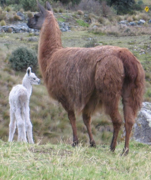 Lama