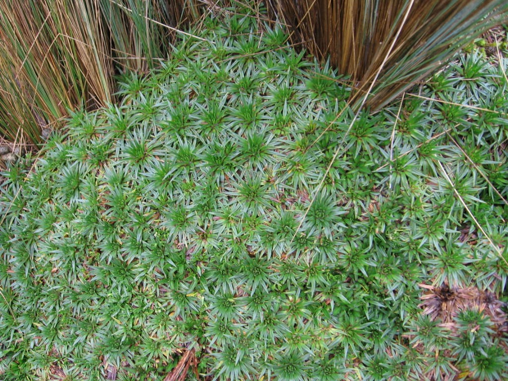 Parque nacional El Cajas