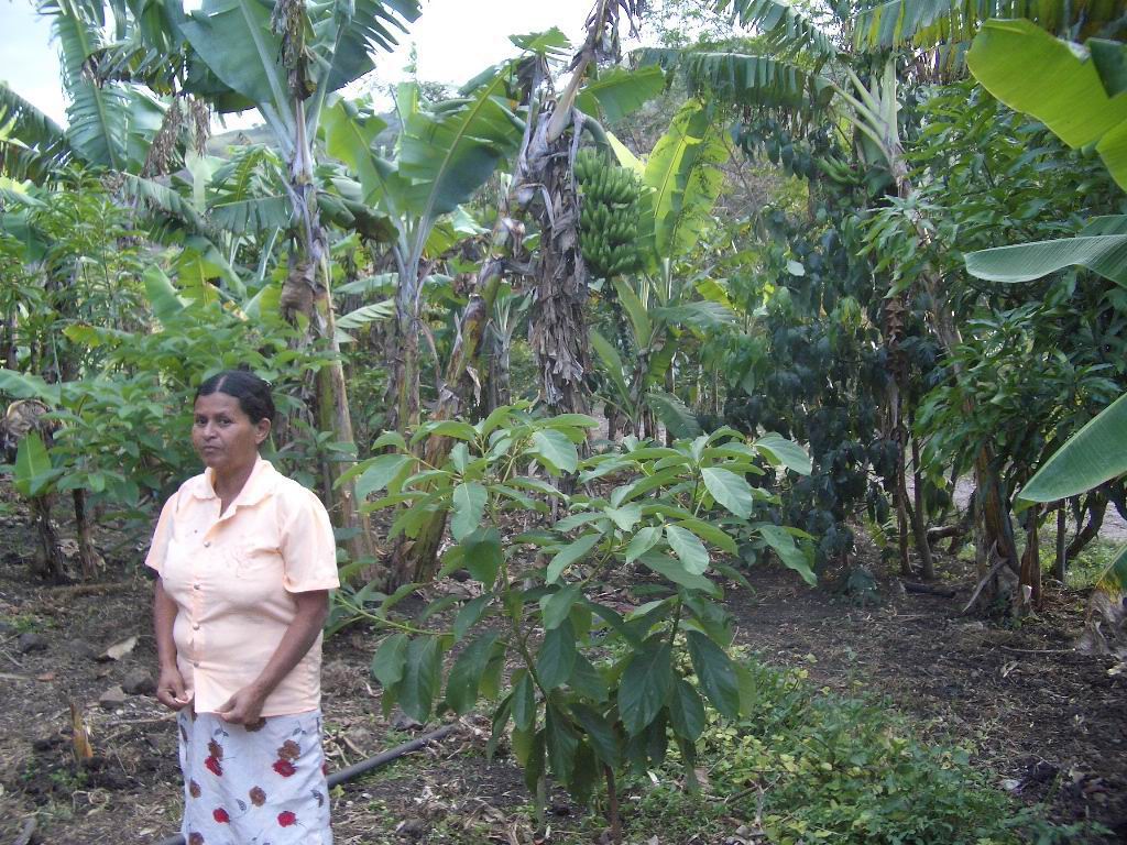 Hausgärten - patios